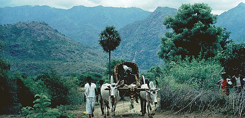 File:Kodai--near Tope-breit-entstaubt.jpg