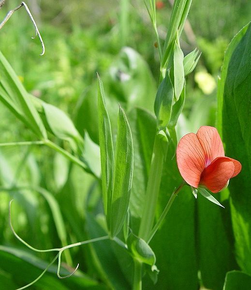 File:Lathyrus cicera.JPG