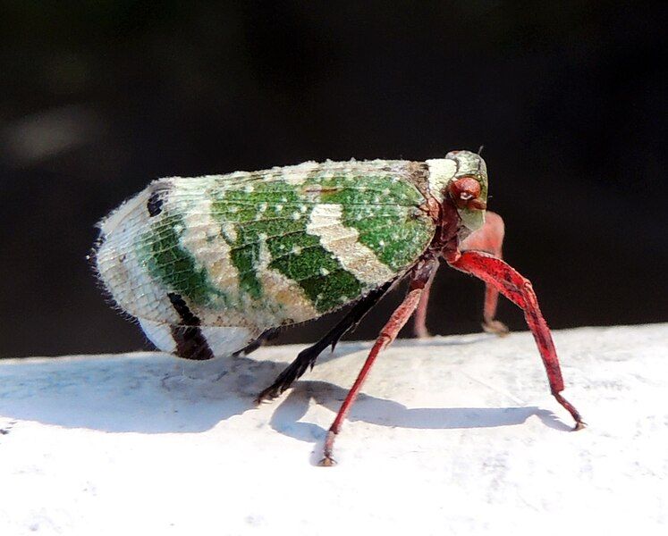 File:Leafhopper Eurybrachys Tomentosa.jpg