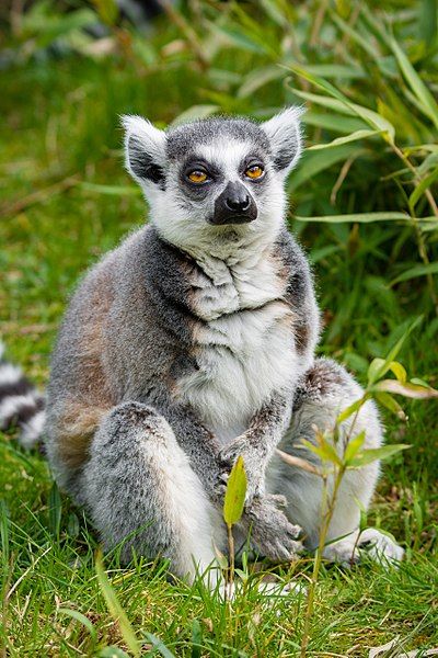 File:Lemur (33095186014).jpg