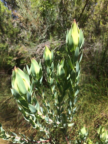 File:Leucadendron procerum 32494604.jpg