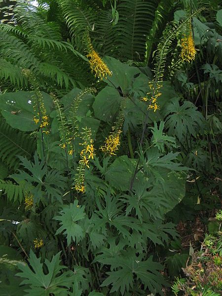 File:Ligularia przewalskii01.jpg