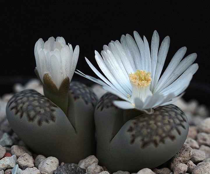 File:Lithops julii fulleri.jpg