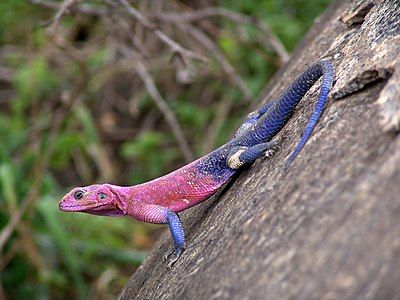 Mwanza flat-headed rock agama, by Christian Mehlführer