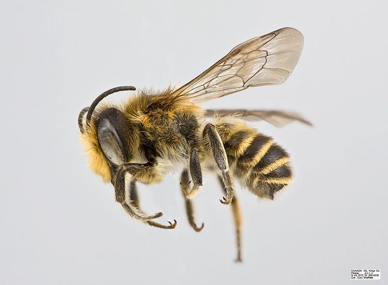 File:Megachile centuncularis Male.jpg