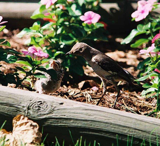 File:Mockingbird Feeding Chick007.jpg