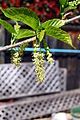 Leaves and male flowers in spring