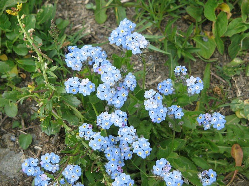 File:Myosotis alpestris002.jpg