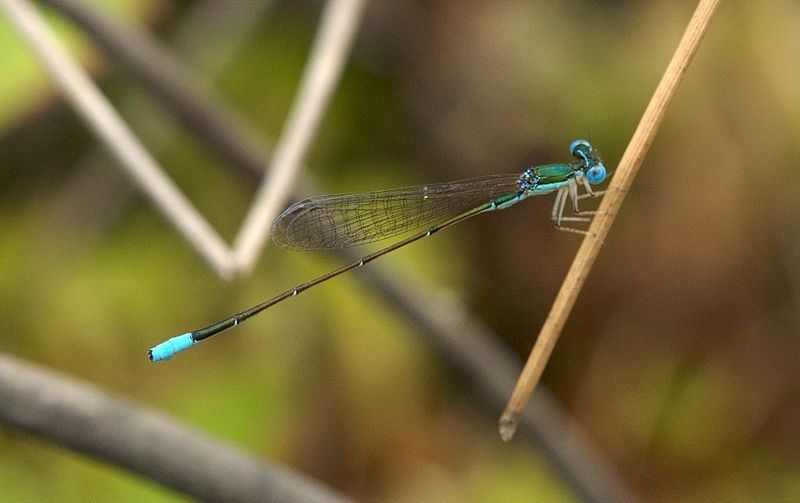 File:Nehalennia gracilis.jpg