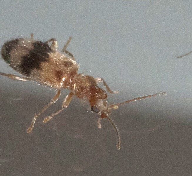 File:Notoxus calcaratus P1270354a.jpg