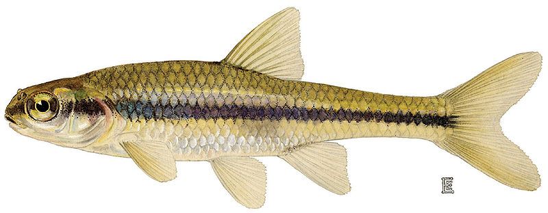 File:Notropis bifrenatus.jpg