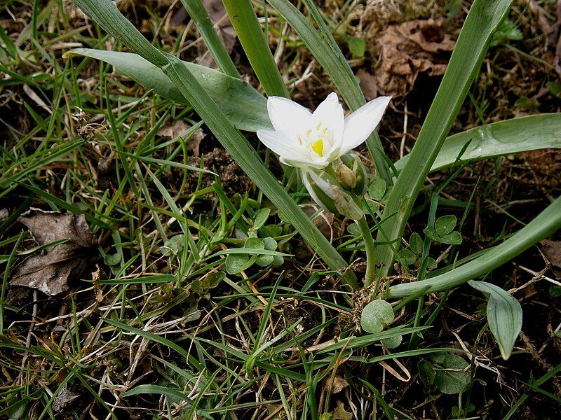 File:Ornithogalum balansae 02.jpg