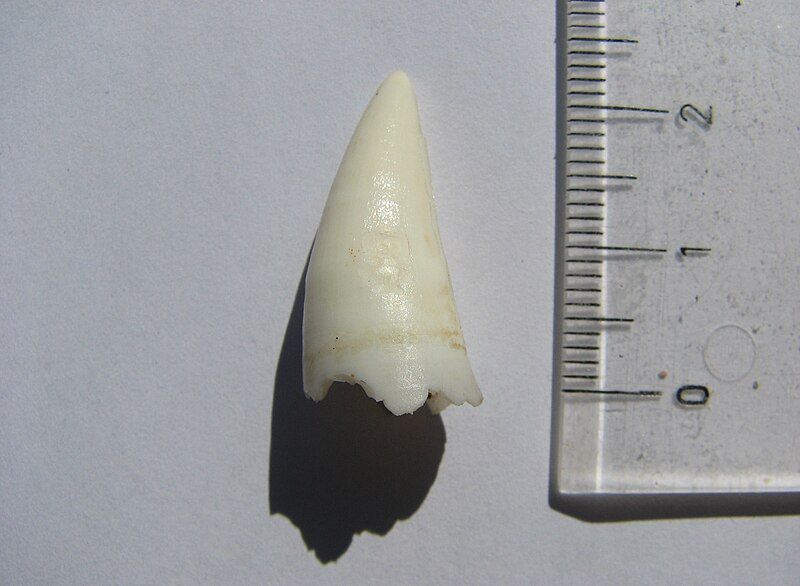 File:Osteolaemus tetraspis, tooth.JPG