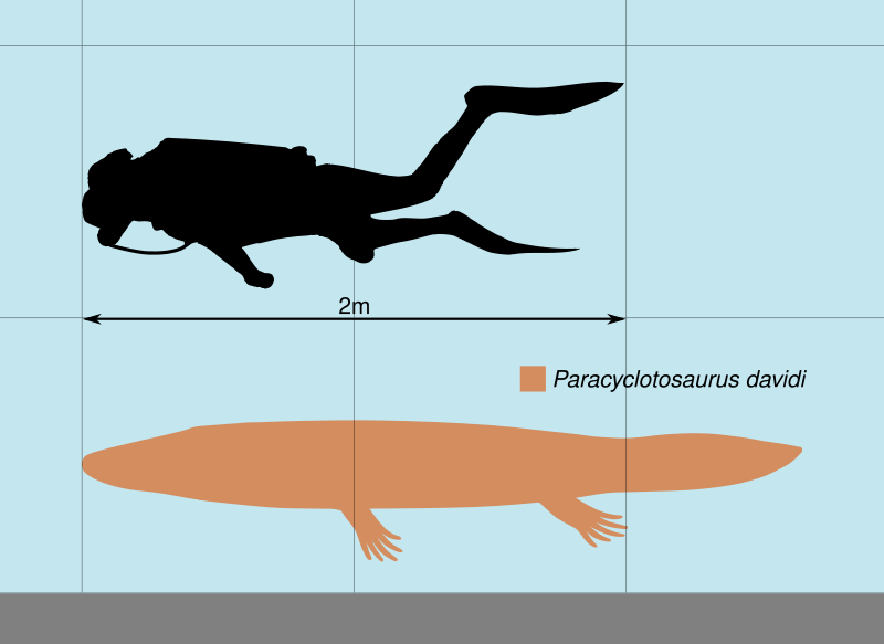 File:Paracyclotosaurus Scale.svg