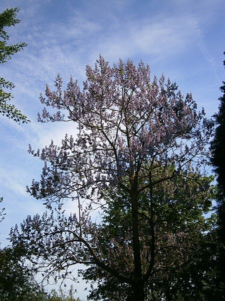 File:Paulownia tomentosa RHu.JPG