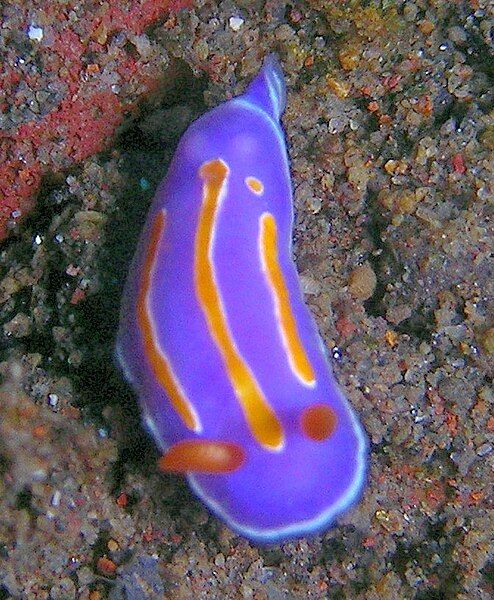 File:Pectenodoris trilineata.jpg