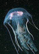 Pelagia noctiluca, a scyphozoan