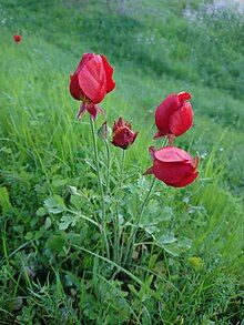 Wild poppy in Behbahan