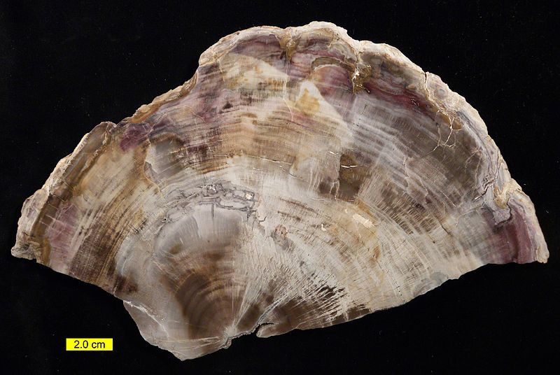 File:Petrified Wood Wooster.jpg