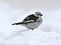 Snow bunting Plectrophenax nivalis snespurv