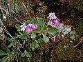 Primula hirsuta