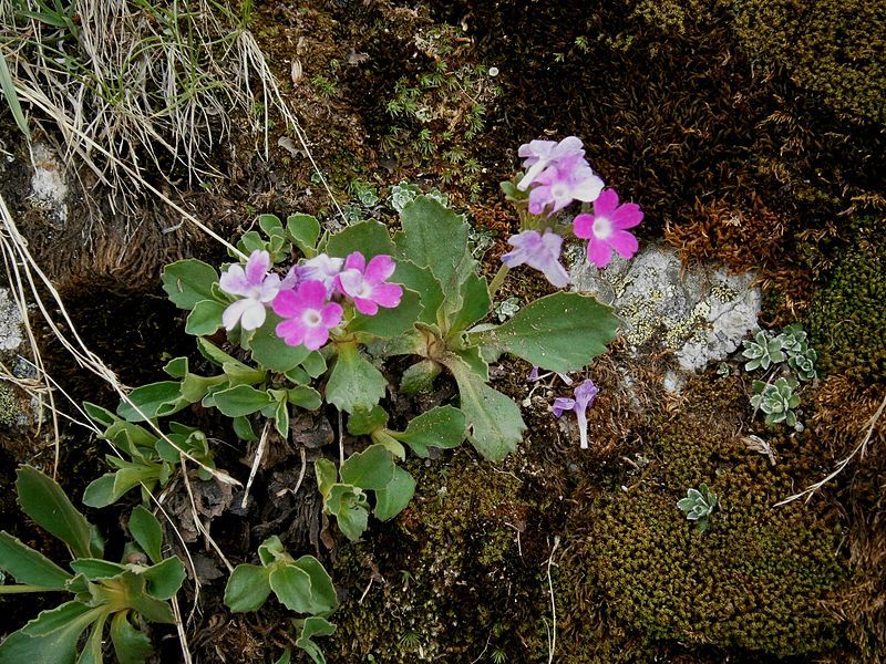 File:Primula hirsuta 001.jpg