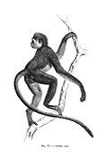 Black-and-white drawing of monkey