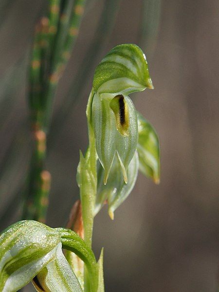 File:Pterostylis tenuis.jpg