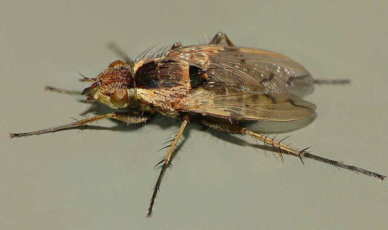 File:Pygocalcager sp.jpg