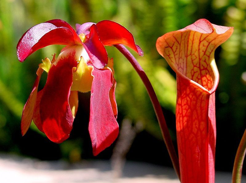 File:Sarracenia rubra ne.JPG