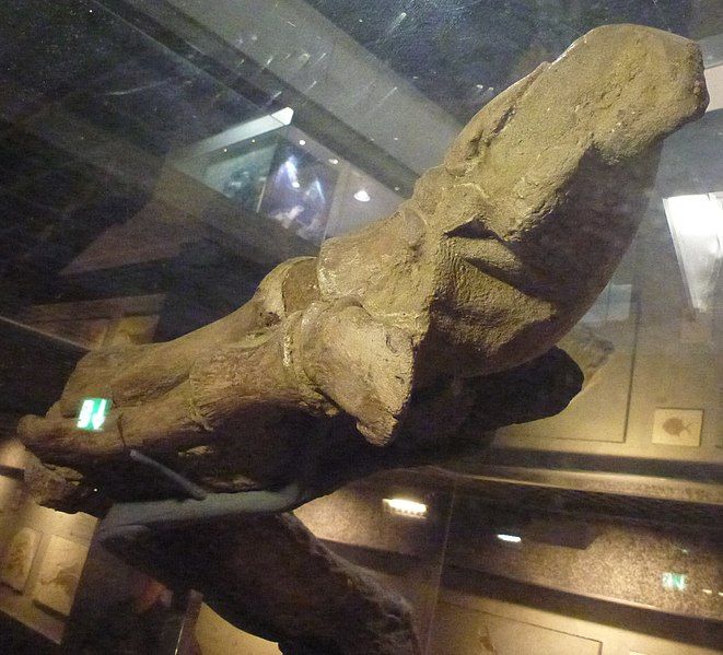 File:Senckenberg mummy 7.jpg