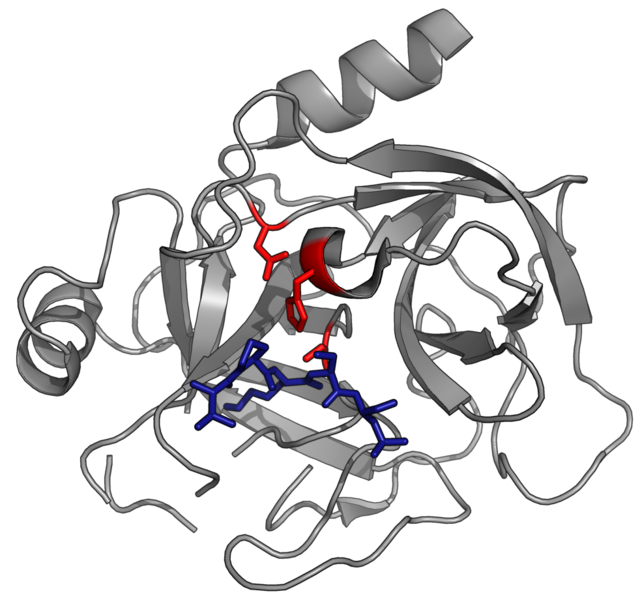 File:Serpin and protease.png