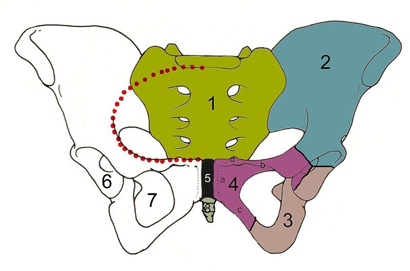 File:Skeletpelvis-pubis.jpg