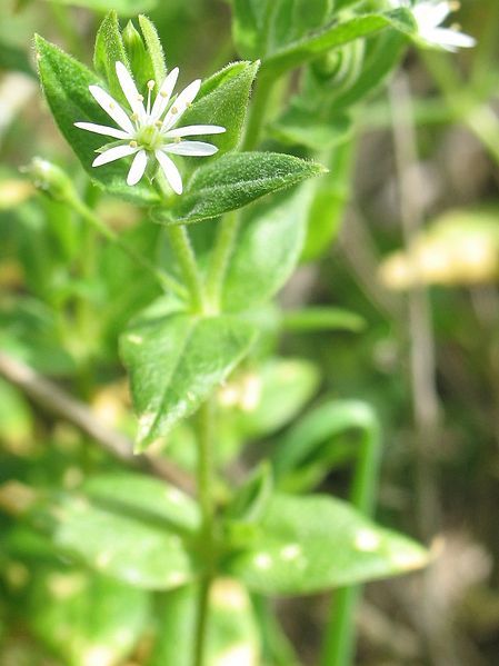 File:Stellaria littoralis.jpeg