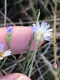 Involucre, phyllaries, and bracts