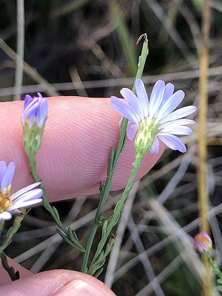 File:Symphyotrichum dumosum 108257760.jpg