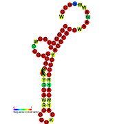 TLS-PK2: Secondary structure taken from the Rfam database. Family RF01077. Derived from Pseudobase PKB00139 PKB00057