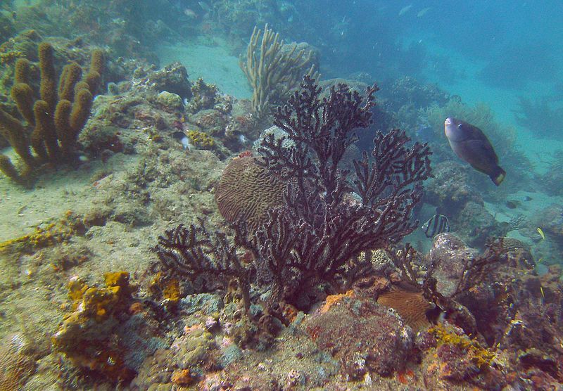 File:Tayrona Diving 2.jpg