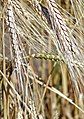 Triticum turgidum