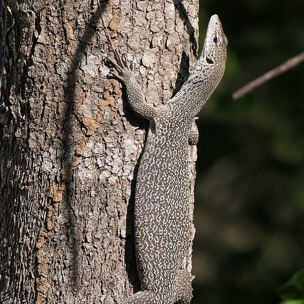 File:Varanus scalaris 197143199.jpg