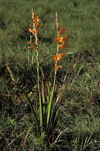 File:Watsonia pillansii S-3445.jpg