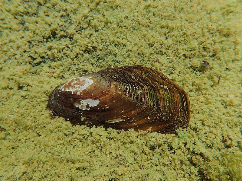 File:WesternRidgedMussel.jpg