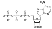 Adenosine triphosphate