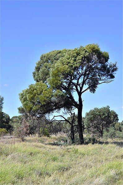 File:Acacia argyrodendron habit.jpg