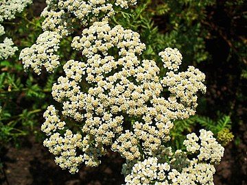 Inflorescence