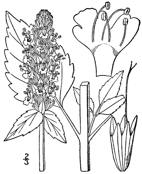 File:Agastache nepetoides drawing.png