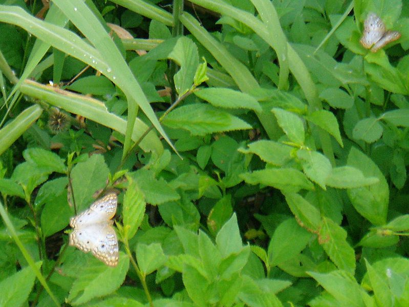 File:Anartia jatrophae 000.jpg