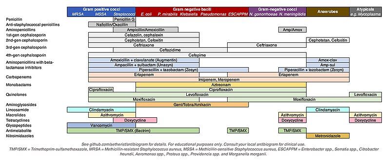 File:Antibiotics coverage diagram.jpg