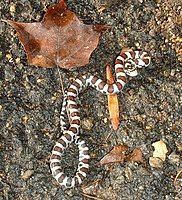 Juvenile eastern milk snake in Massachusetts