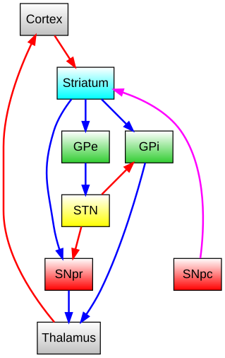 File:Basal ganglia diagram.svg